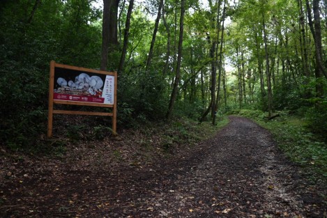 Vecinos de la reserva territorial La Martinica, ubicada en el municipio de Banderilla, temen la invasión y devastación  de esta área luego de que hace algunos días se anunciara con una lona la pavimentación e introducción de drenaje en esta área protegida.