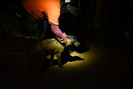  Un perrito fue rescatado con vida, hasta el momento se prevé que en breve se dé con los hoy occisos.