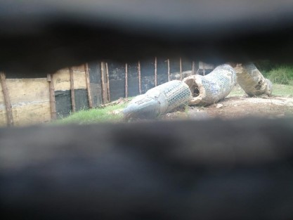 Así los restos de COATL la mañana de hoy. Ante este atentado al patrimonio artístico y cultural, la Secretaria del Medio Ambiente se justificó diciendo que todo fue derivado de una confusión ya que la instrucción era que debían mover la escultura de un venado, emblema del Parque naturalista. 