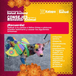 La Dirección de Salud, a través del Departamento de Salud Animal, invita a la población a evitar disfrazar a perros y gatos en esta temporada de Día de Muertos, ya que la ropa y los disfraces para los animales pueden generarles muchos problemas físicos y psicológicos. 