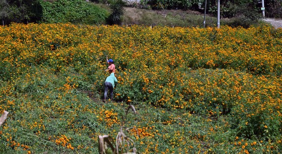 En la localidad de Paxtepec, municipio de Coacoatzintla y San Pablo Coapan de Naolinco (a unos 15 minutos de Xalapa) se cultiva la flor de Cempasúchil, tradicional en esta temporada por el Día de Muertos, familias completas participan de esta actividad.