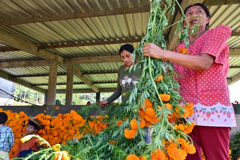 En la localidad de Paxtepec, municipio de Coacoatzintla y San Pablo Coapan de Naolinco (a unos 15 minutos de Xalapa) se cultiva la flor de Cempasúchil, tradicional en esta temporada por el Día de Muertos, familias completas participan de esta actividad.