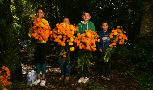 En la localidad de Paxtepec, municipio de Coacoatzintla y San Pablo Coapan de Naolinco (a unos 15 minutos de Xalapa) se cultiva la flor de Cempasúchil, tradicional en esta temporada por el Día de Muertos, familias completas participan de esta actividad.
