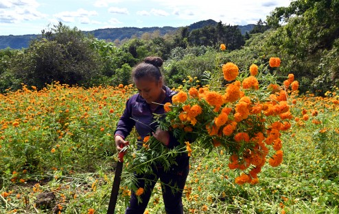 En la localidad de Paxtepec, municipio de Coacoatzintla y San Pablo Coapan de Naolinco (a unos 15 minutos de Xalapa) se cultiva la flor de Cempasúchil, tradicional en esta temporada por el Día de Muertos, familias completas participan de esta actividad.