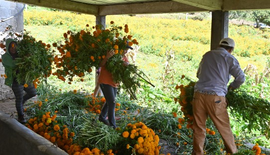 En la localidad de Paxtepec, municipio de Coacoatzintla y San Pablo Coapan de Naolinco (a unos 15 minutos de Xalapa) se cultiva la flor de Cempasúchil, tradicional en esta temporada por el Día de Muertos, familias completas participan de esta actividad.
