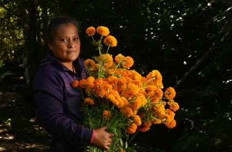 En la localidad de Paxtepec, municipio de Coacoatzintla y San Pablo Coapan de Naolinco (a unos 15 minutos de Xalapa) se cultiva la flor de Cempasúchil, tradicional en esta temporada por el Día de Muertos, familias completas participan de esta actividad.
