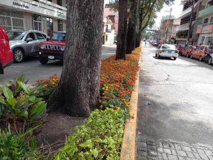 Aunque en menor proporción que otros años, Parques y Jardines de Xalapa colocaron en áreas verdes la flor de la temporada. En la imagen, la avenida Rafael Murillo Vidal. 