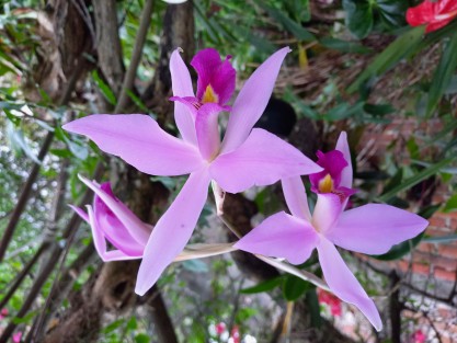 Menos usado actualmente para adornar altares, el Lirio de Todos Santos (que no es lirio sino orquídea) se ve florecer puntual en esta época. Como otras especies ha disminuido debido a la afectación de su hábitat. Muchas familias xalapeñas aún las cultivan en sus hogares.  