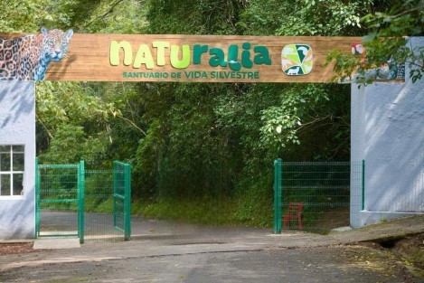Un nuevo espacio dedicado a la conservación y sensibilización ambiental abre sus puertas este domingo 24 de noviembre: Naturalia Santuario de Vida Silvestre. 