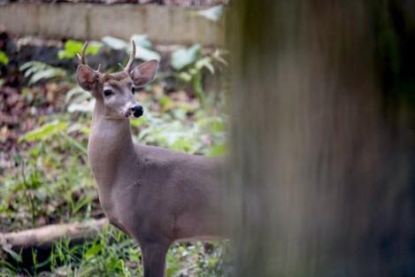 Naturalia, Santuario de Vida Silvestre, abrió sus puertas al público. Desde este día, ofrecerá un espacio único dedicado a la protección de especies en situación vulnerable, buscará fomentar la concientización ambiental y brindará una experiencia educativa a personas de todas las edades. 