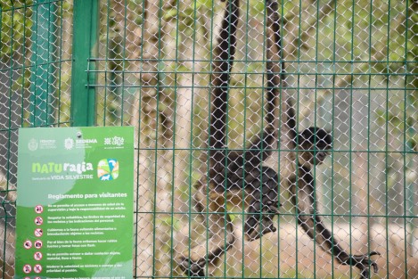 Naturalia, Santuario de Vida Silvestre, abrió sus puertas al público. Desde este día, ofrecerá un espacio único dedicado a la protección de especies en situación vulnerable, buscará fomentar la concientización ambiental y brindará una experiencia educativa a personas de todas las edades. 