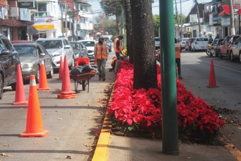 Personal del Ayuntamiento de Xalapa se encuentra ya plantando en áreas verdes las tradicionales flores de Nochebuena para disfrute de xalapeños y visitantes este fin de año. 