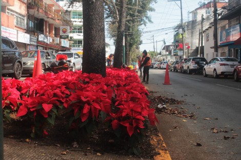 Personal del Ayuntamiento de Xalapa se encuentra ya plantando en áreas verdes las tradicionales flores de Nochebuena para disfrute de xalapeños y visitantes este fin de año. 