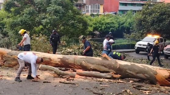 Este martes, un árbol cayó cerca de la Facultad de Contaduría de la Universidad Veracruzana. Afortunadamente, no había personas en el lugar al momento del incidente, por lo que no se reportan lesionados.

Elementos de Protección Civil Municipal y del H. Cuerpo de Bomberos de Xalapa acudieron rápidamente para retirar el árbol y asegurar la zona, evitando riesgos para peatones y vehículos.

Se recomienda tomar precauciones si transitas por el área. ¡Mantente atento a las indicaciones de las autoridades!

