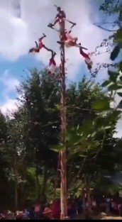 Momento en que colapsa el poste durante la danza de los Voladores de Papantla en la comunidad El Águila, Tihuatlán. Cinco danzantes resultaron heridos tras caer desde aproximadamente 10 metros de altura.
