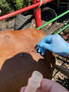 el presidente de la Asociación Ganadera Local, Mario Espinoza Ríos, confirmó los dos primeros casos positivos en esta región del sur de Veracruz: uno en un becerro de la ranchería El Burro y otro en una vaca del ejido Tonalá.

