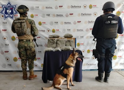 Del 29 de junio al 02 de julio, como parte de la Estrategia de Seguridad, la Secretaría de Seguridad Pública, en coordinación con la Fiscalía General del Estado y fuerzas federales, implementaron operativos y cateos, logrando la detención de 13 personas y el aseguramiento de presunta droga, armas de fuego, vehículos y otros objetos ilícitos.

