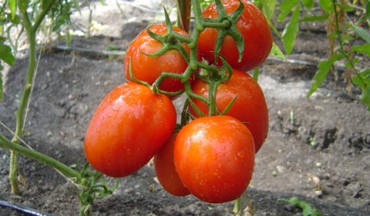 Dado que dos de cada tres tomates que se consumen en los Estados Unidos son cosechados en México, la medida anunciada hoy lo único que hará es afectar los bolsillos de los consumidores estadounidenses, ya que será imposible sustituir al tomate mexicano.