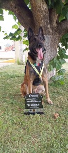 La Unidad Canina K9 de la Secretaría de Seguridad Pública obtuvo el Primer Lugar Nacional por Excelencia en el Campeonato de Perros de Servicio Policial, celebrado en Ciudad Cuauhtémoc, Chihuahua.

 