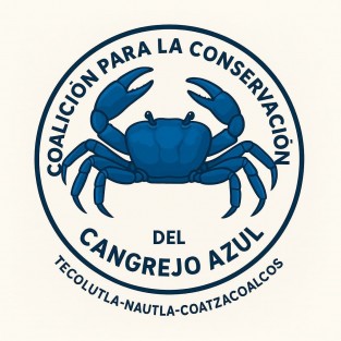 a alarmante disminución del cangrejo azul en las costas veracruzanas ha encendido las alertas entre comunidades, ambientalistas y científicos. Esta especie, vital para el equilibrio de los ecosistemas de manglar y profundamente ligada a la identidad cultural de la región, se encuentra hoy en peligro. Ante este escenario crítico, tres organizaciones locales han decidido unir esfuerzos en una causa común: la defensa del cangrejo azul.