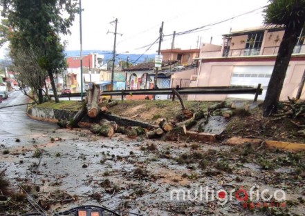 Derivado de la fuerte lluvia que se registró esta madrugada,un árbol se cayó en la calle de Pipila, esquina Niños héroes, llevándose a su paso  cables de telefonía y energía eléctrica. Maneje con precaución 