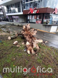 Derivado de la fuerte lluvia que se registró esta madrugada,un árbol se cayó en la calle de Pipila, esquina Niños héroes, llevándose a su paso  cables de telefonía y energía eléctrica. Maneje con precaución 