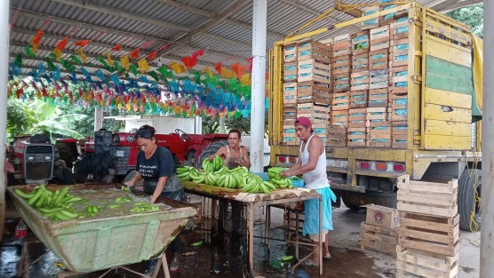 Productores de plátano de la localidad El Guayabal, del municipio de San Rafael, Veracruz, manifestaron su preocupación por los efectos que les está ocasionando la canícula, fenómeno meteorológico que está provocando la disminución de la producción de esta fruta.