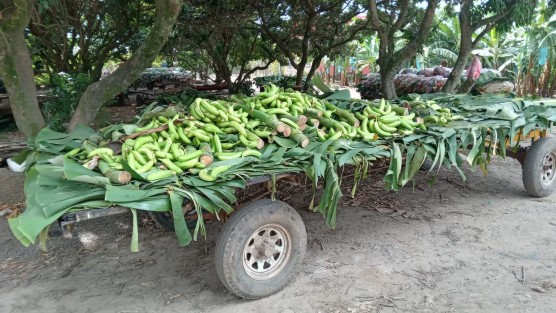 Productores de plátano de la localidad El Guayabal, del municipio de San Rafael, Veracruz, manifestaron su preocupación por los efectos que les está ocasionando la canícula, fenómeno meteorológico que está provocando la disminución de la producción de esta fruta.