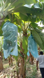Productores de plátano de la localidad El Guayabal, del municipio de San Rafael, Veracruz, manifestaron su preocupación por los efectos que les está ocasionando la canícula, fenómeno meteorológico que está provocando la disminución de la producción de esta fruta.