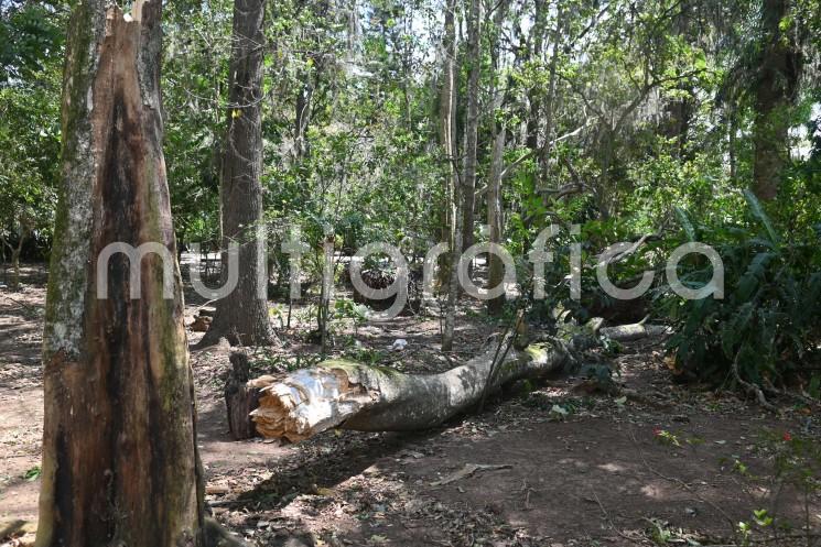 Vientos fuertes provocan daños en distintos puntos de la ciudad