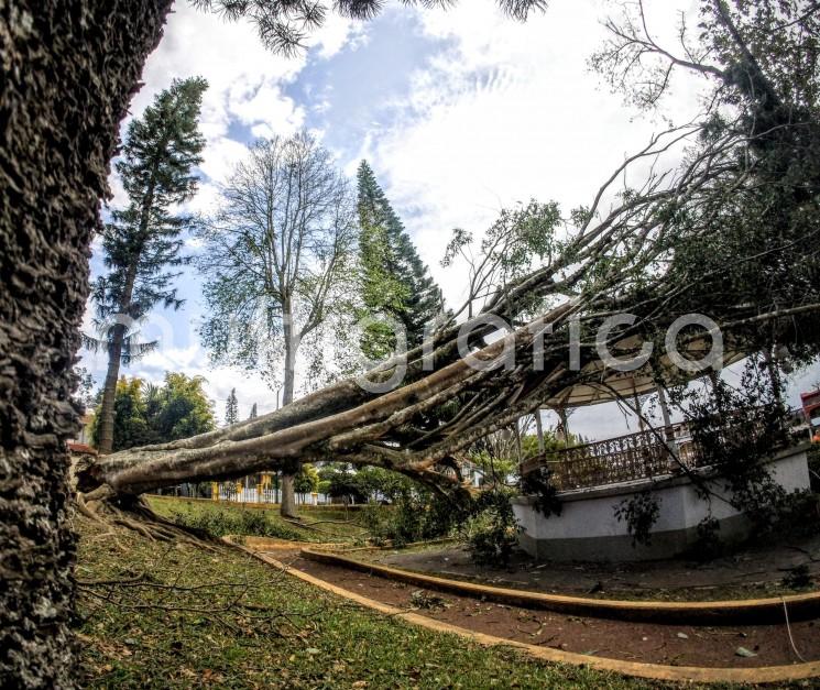 Trabajadores retiran escombros tras caída de árboles por fuertes vientos en Xalapa