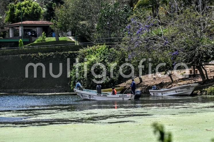 Plantas acuáticas invaden los lagos de Las Ánimas; retiran diariamente dos camionadas