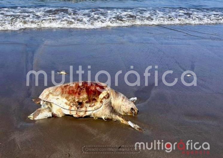 
Hallan dos tortugas muertas en playas de Boca del Río en menos de 24 horas
