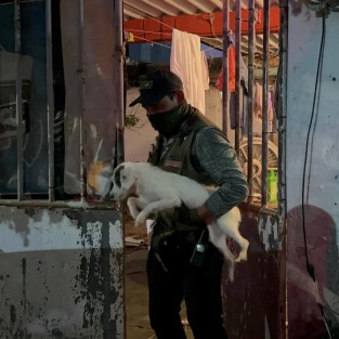 Fiscalía de Veracruz rescata a 42 perros tras cateo en Coatzacoalcos