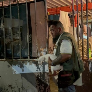 Fiscalía de Veracruz rescata a 42 perros tras cateo en Coatzacoalcos