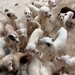 Fiscalía de Veracruz rescata a 42 perros tras cateo en Coatzacoalcos