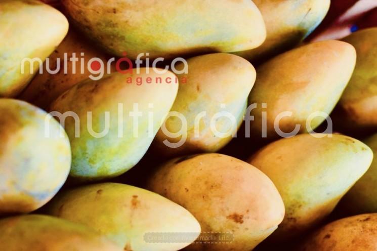 Feria del Mango Actopan 2026 espera alta afluencia; municipio reduce 40% su superficie de cultivo