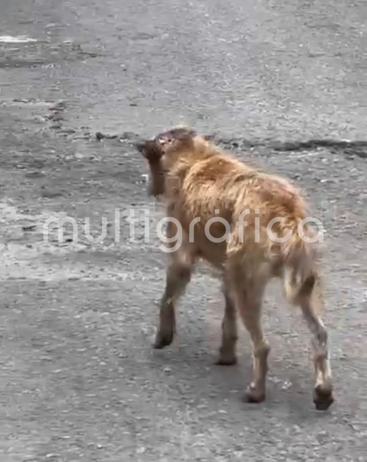 Gusano barrenador exhibe abandono animal en Orizaba
