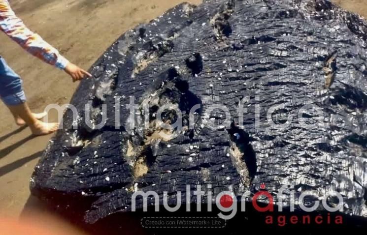 Greenpeace presenta dos denuncias por derrame de hidrocarburos en el Golfo de México; exige identificar responsables