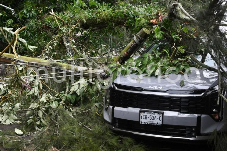 Árbol cae sobre camioneta por fuertes lluvias en Xalapa