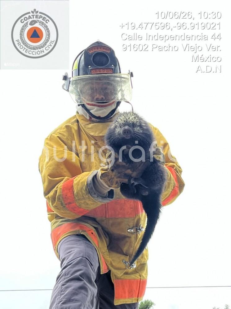 Protección Civil rescata y resguarda puercoespín en Coatepec
