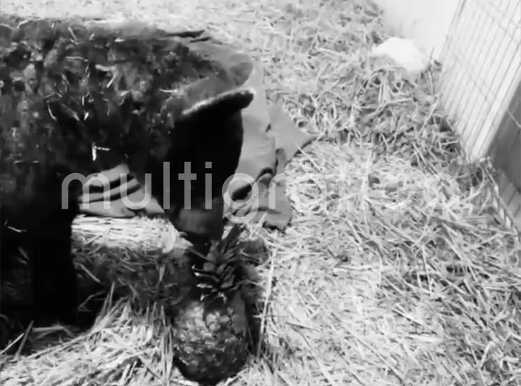 Justicia lenta y un corazón cansado; muere la osa Mina tras meses de agonía por maltrato en México
