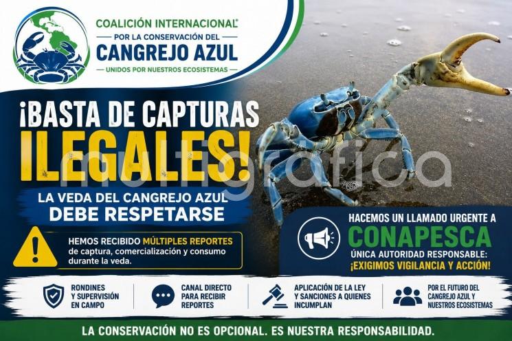 Solicitud de intervención urgente de CONAPESCA  ante múltiples reportes de captura del Cangrejo Azul  durante la veda en Coatzacoalcos, Tecolutla y Catemaco.
