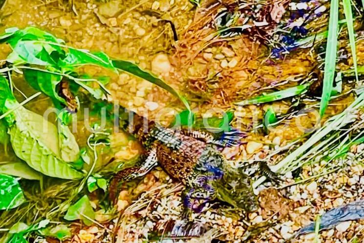 ?
Reportan presuntas crías de lagarto en el fraccionamiento Los Arcos de Cosoleacaque
