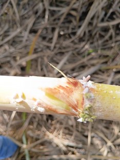 Crisis en el campo veracruzano, Productores cañeros sufren graves pérdidas por el hongo Fusarium y plaga cochinilla, hacen llamado urgente a SEDARPA y al gobierno estatal y federal, para que se implementen programas de apoyo.

