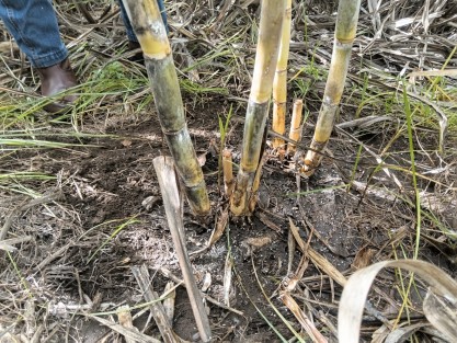 Crisis en el campo veracruzano, Productores cañeros sufren graves pérdidas por el hongo Fusarium y plaga cochinilla, hacen llamado urgente a SEDARPA y al gobierno estatal y federal, para que se implementen programas de apoyo.

