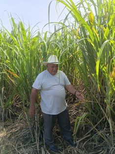 Crisis en el campo veracruzano, Productores cañeros sufren graves pérdidas por el hongo Fusarium y plaga cochinilla, hacen llamado urgente a SEDARPA y al gobierno estatal y federal, para que se implementen programas de apoyo.

