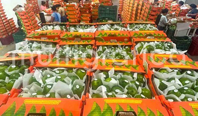 Envían primeras 40 toneladas de limón veracruzano a mercados de Estados Unidos y Rusia
