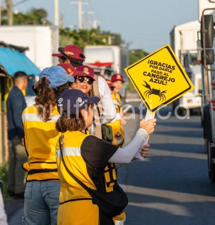 
A través de Dale Paso al Cangrejo Azul PMA rescató 327 ejemplares
