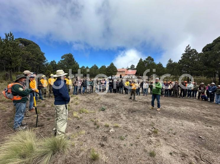 Reforestan el Cofre de Perote con 2 mil 500 ejemplares de Pinus hartwegii
